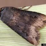 black-cutworm-150x150844332-1