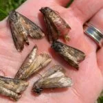 240425-black-cutworm-moths-wi-datcp-photo-150x150731418-1