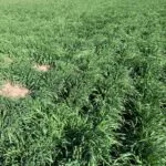 ryecovercropfield-150x150527624-1