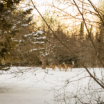 deer-150x150386104-1