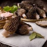morelmushroom-150x150414660-1
