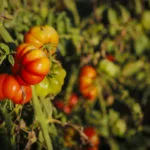 mu-tomato-day-150x150907488-1