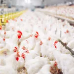 broilerchickens-150x150223046-1