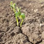 soybeansemerge-150x150399034-1