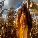 corn_preharvest_mo_sept23-150x150400856-1