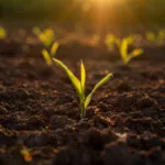 earlycorn2-150x150943651-1