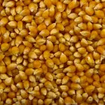 popcorn-150x150175298-1