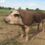 hereford-hog-800x600-1-150x150499192-1