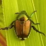 japanese-beetle-in-springfield-mo-1-150x1501361-1