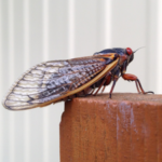 cicada-150x150128922-1