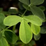 alfalfa-plant-150x15062170-1