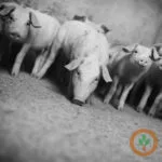 newshogs400x400-150x150735317-1