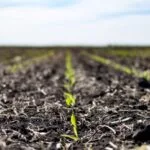 corn-emerging-150x150892199-1