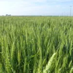 spring-wheat-150x150837874-1