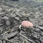 potatoplanting_north-e1685650893353-150x150506447-1