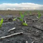 corn-emerging_midmay_mo2024-150x150759149-1