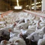 broilerschix-150x150691631-1