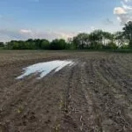 standing-water_corn-emerging_midmay_mo2024-150x150779300-1