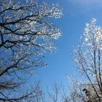 h2014_ice_on_trees1-150x150939293-1