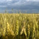 spring-wheat_nwmn_2023-e1690832476555-150x15039085-1