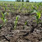 corn_weeds_2024-150x150716961-1