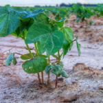 cottonplant-150x150651834-1