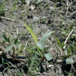 weed-management-isu-150x150848332-1