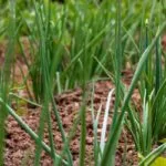 rowonions-150x150477762-1