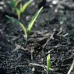 corn-emergence-iowa-state-150x150670740-1