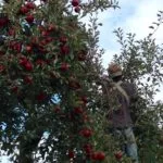 apples12-150x150264172-1
