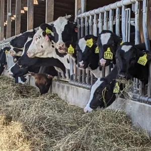 dairy-cows-feed-bunk_horning-farms-michigan_2023_nh-e1693252860941540640
