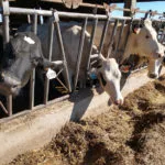 dairy-cows-brody-stapel-herd-150x150969338-1