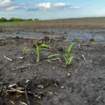 wet-corn_may2024-150x150628897-1