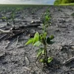 soybeans_mo_may2024-150x150985999-1