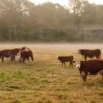 sdsu-extension-drought-cattle-pastures-150x15054765-1