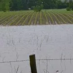 h2013_wet_crops_south_dakota-150x150235919-1