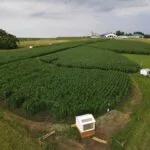 240507-platteville-research-site-dennis-busch-team-and-dairy-soil-and-water-regeneration-project-photo-via-jamie-mara-150x150418125-1