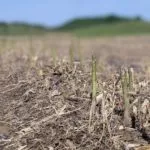 asparagus-field-150x150678734-1