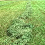 forage-150x150768678-1