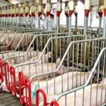 gestation_stalls_cast_paper-150x150603362-1