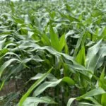 corn_vegetative-e1688561333990-150x15049874-1
