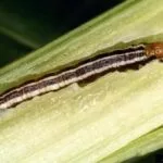 240604_stalk_borer_md-150x150741488-1
