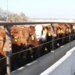 cattle-feedlot-young-calves-unl-3-18-150x150776450-1