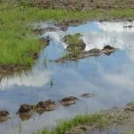 wet-field-150x150580604-1