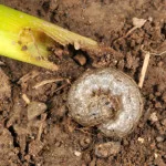 krupke-cutworm-150x150557402-1