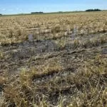 240529_josh_nelson_field_md-150x15018831-1