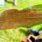 bb-corn-tar-spot-iowa-august-2023-150x150670216-1