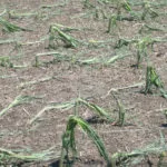 hail-damage-on-corn-1-150x150568142-1