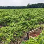 michigan-strawberry-field_nh-150x150997281-1