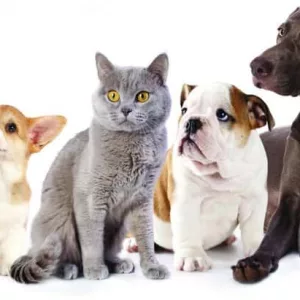 pets-jpg-2